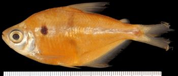 Media type: image;   Ichthyology 30945 Aspect: lateral